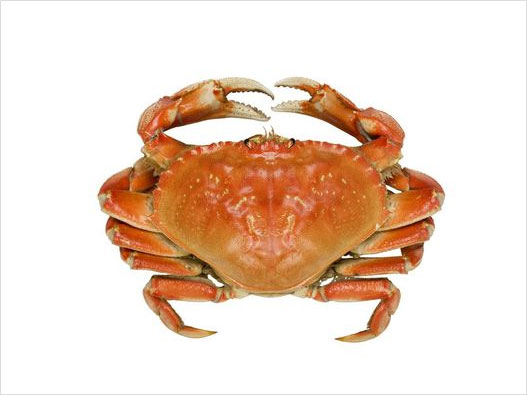 螃蟹商标分类属于第几类-螃蟹商标注册属于哪一类？