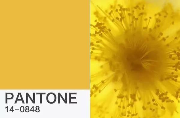 PANTONE年度流行色