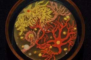 生物化工