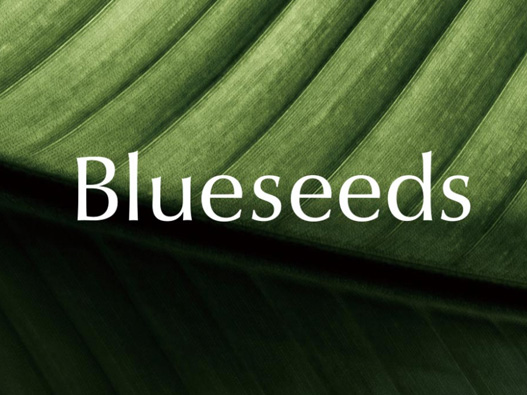 Blueseeds标志设计含义及logo设计理念
