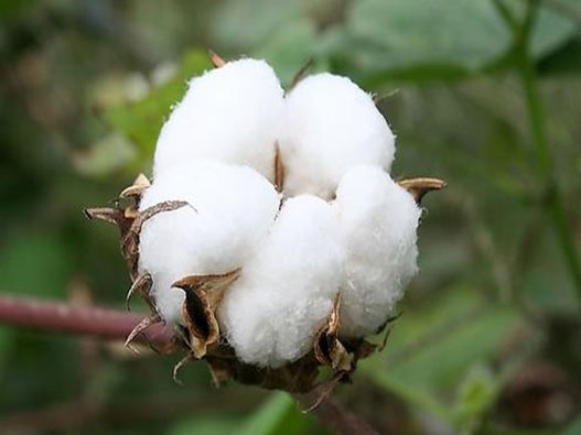 棉花在商标注册属于哪一类-棉花商标注册第几类?