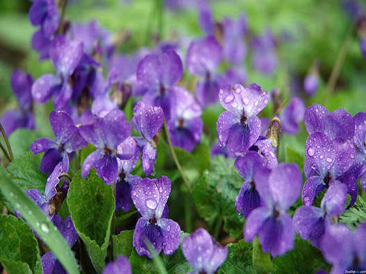 鲜花紫罗兰商标分类