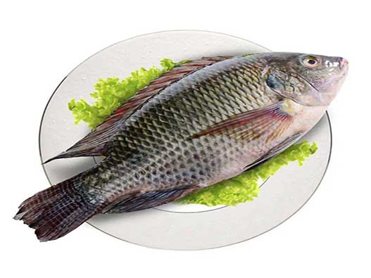 罗非鱼商标注册商标分类属于第几类-鱼商标注册商标注册属于哪一类？