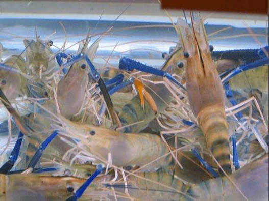 罗氏虾商标注册商标分类属于第几类-虾商标注册商标注册属于哪一类？