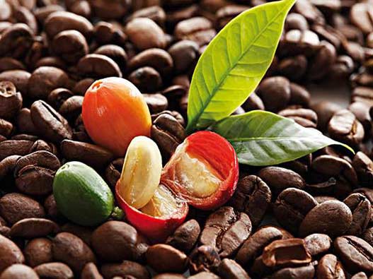 咖啡豆商标注册商标分类属于第几类-咖啡商标注册商标注册属于哪一类？