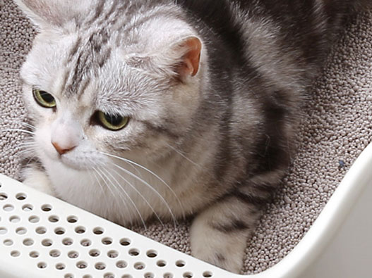 猫砂盆商标属于第几类-猫砂盆商标注册属于哪一类？「商标分类」