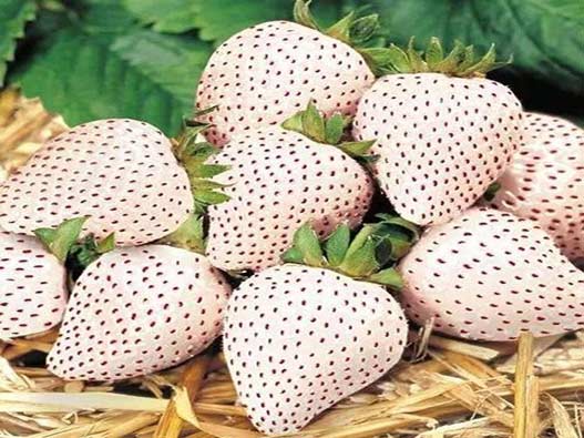 菠萝莓商标分类属于第几类-白草莓商标注册属于哪一类？