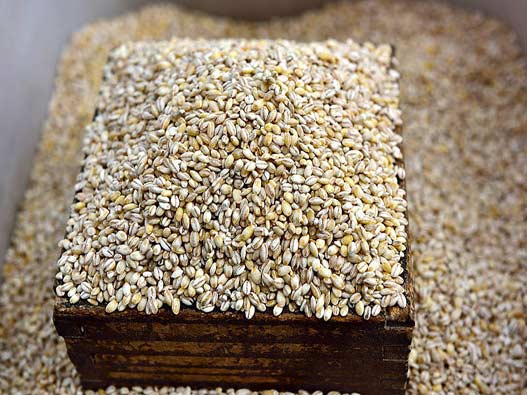 大麦商标分类属于第几类-麦子商标注册属于哪一类？
