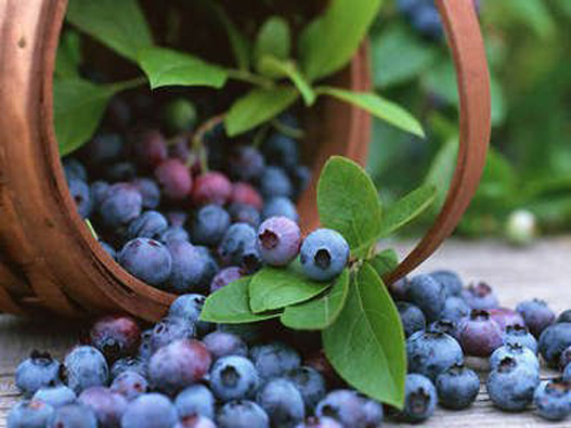 蓝莓商标分类属于第几类-蓝莓商标注册属于哪一类？