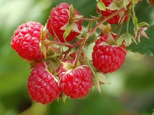 树莓商标分类属于第几类-山莓商标注册属于哪一类？