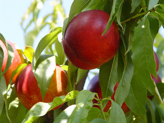 新鲜油桃商标分类属于第几类-桃驳李商标注册属于哪一类？